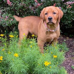 Labrador Retriever Puppies from Cactus Rose Labradors