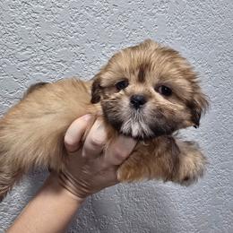 Doc - Red and tan male Shih Tzu puppy in Cabot, Arkansas from Borderland's Kennel