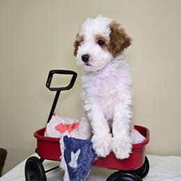 Chip - Parti male Goldendoodle puppy in Woodburn, Indiana from Lengachers Cuddly Doods