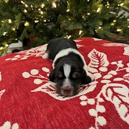 Basset Hound Puppies from Oklahoma Limestone Hounds