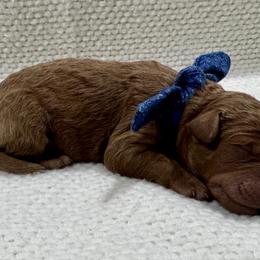 Dark Blue - Red  male Goldendoodle puppy in Lebanon, Pennsylvania from Homespundoodles