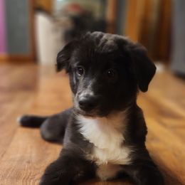 JJ - Black tri Miniature Australian Shepherd puppy in Dalton City, Illinois from AA Aussies