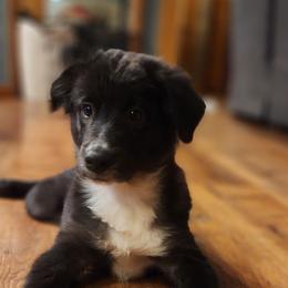 JJ - Black tri Miniature Australian Shepherd puppy in Dalton City, Illinois from AA Aussies