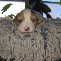 Yukon (orange boy ) - Red merle male Miniature American Shepherd puppy in Griswold, Connecticut from Flatrock's Mini American Shepherd's