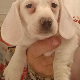Miss Snowflake - Cream female Dachshund puppy in Pahrump, Nevada from Heaven Sent Doxies