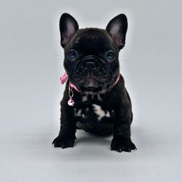 Dior - Brindle French Bulldog puppy in Mc Allen, Texas from Frenchie House LLC