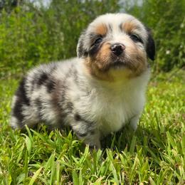 PB.BMF2 - Blue merle female Miniature Australian Shepherd puppy in Deer Lodge, Tennessee from KSH Aussie Haven