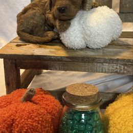 Green Collar Standard Poodle - Red  male Poodle puppy in Murrayville, Georgia from Spoiled Rotten Kennels