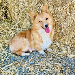 Lady - Pembroke Welsh Corgi