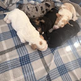 Bernedoodle, Cavapoo, and Cockapoo Puppies from Doodley Doodles