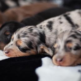 Holly - Dapple female Dachshund puppy in Perry, Florida from EntityDachs