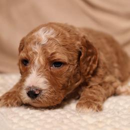 Juliet (Salmon Collar) - Cream female Goldendoodle puppy in Palmetto Bay, Florida from SOMIDOODLES