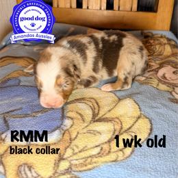 RMM black collar - Red merle male Australian Shepherd puppy in Greenville, Texas from Amandas Aussies