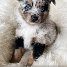 Aussiedoodle and Toy Australian Shepherd Puppies from Bar 4 Aussies