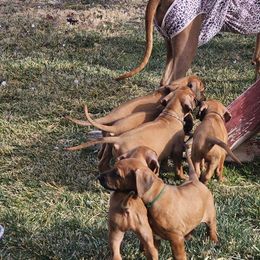Rhodesian Ridgeback Puppies from DragonRidge