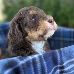Grace - Brown female Bernedoodle puppy in California from Cam’s Doodlez