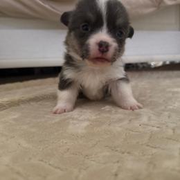 Poncho - Gray and white male American Corgi puppy in Decatur, Texas from Bar S Corgis