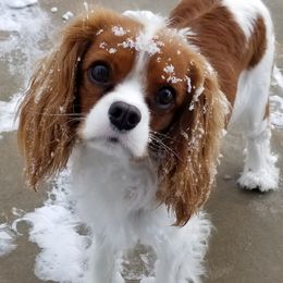 Lucee - Cavalier King Charles Spaniel