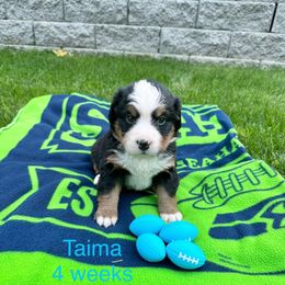 Taima - Light Blue Collar - Black rust and white female Bernese Mountain Dog puppy in Ravensdale, Washington from Raven Rock Puppies