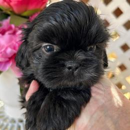 Sissy - Brindle female Shih Tzu puppy in Victorville, California from Precioustzus