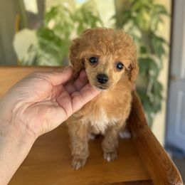 Perla - Apricot female Poodle puppy in Monetta, South Carolina from Moonrise Poodles