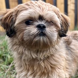 Shih Tzus from Pine Pawz