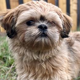 Shih Tzus from Pine Pawz
