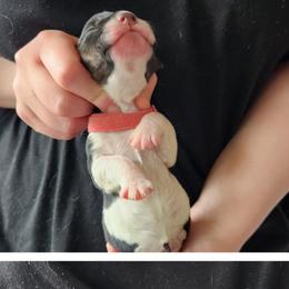 Pink - Black brown and white female Basset Hound puppy in Highland, Michigan from Dream Hounds of Michigan