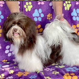 C.C. - Havanese