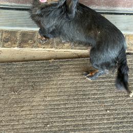 Dixie - Dachshund