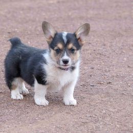 Pembroke Welsh Corgi Puppies from Country Corgis