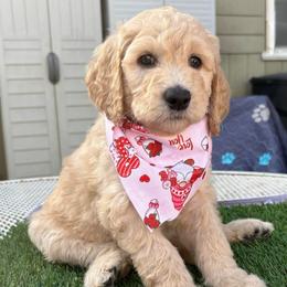 Magenta - Golden female Double Doodle puppy in El Cajon, California from Calibear Doodles