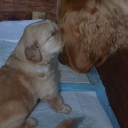 "Josey and new sibling" Golden Retriever Puppies from Bit O'Heaven Farm