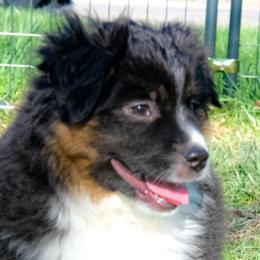 Dolly (Guardian Home) - Black tri female Miniature American Shepherd puppy in Detroit, Michigan from Double Moon