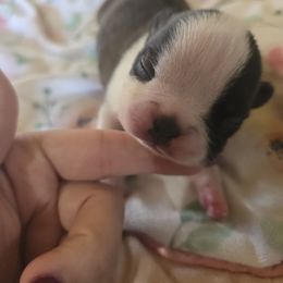 Male 1 - Black brindle and white male Boston Terrier puppy in Gibson City, Illinois from Quinn's Kennels