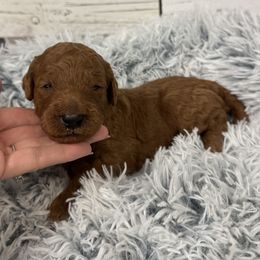 Daisy's Blue Collar Boy 2150.00 - Red  male Goldendoodle puppy in Alvin, Texas from JP Southern Doodles