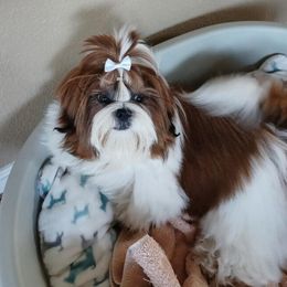 Star - Shih Tzu