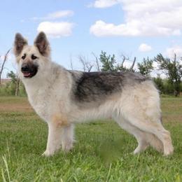 Sage - Sable female German Shepherd puppy in Pendleton, Oregon from Silver Elite Shepherds