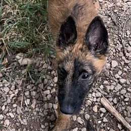 Onyx - Red sable female Belgian Laekenois puppy in Ball Ground, Georgia from COSWALD  BELGIAN  LAEKENOIS