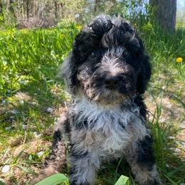 Nathan - Merle male Bernedoodle puppy in Spring Valley, Wisconsin from Filipiak Breeders