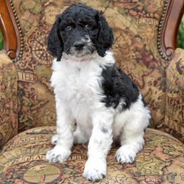 Luna - Parti female Goldendoodle puppy in Idaho Falls, Idaho from High Quality Goldendoodles