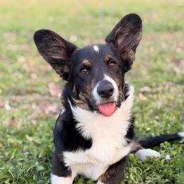 Draco - Black and white male Cardigan Welsh Corgi puppy in Bixby, Oklahoma from KaloKalo Cardigans