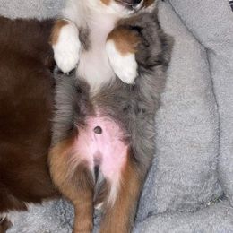 Miniature Australian Shepherd Puppies from D & B Aussies