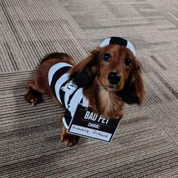 Grizzly - Dachshund