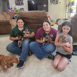 Dachshund Puppies from Faith & Grace Doxies