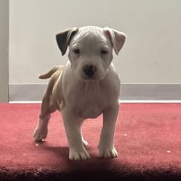 Waiting for her home to give her a name - Red female American Pit Bull Terrier puppy in Pensacola, Florida from Alpha Alliance Kennels