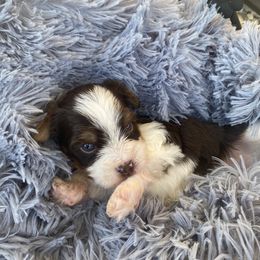 Biewer Terrier Puppies from Port-au-Prints
