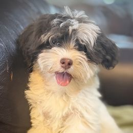 Willee - Chocolate male Havanese puppy in Lancaster, South Carolina from 3 Bs Havanese-PUPPIES with  PURPOSE