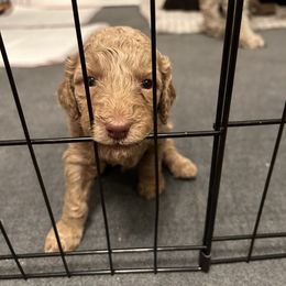 Poodle Puppies from The Stone’s Poodles