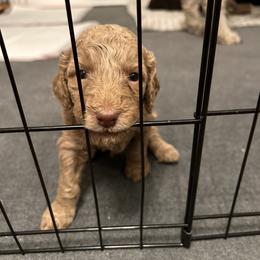 Poodle Puppies from The Stone’s Poodles